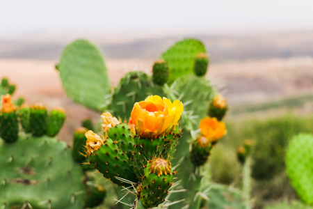 Cactus plants outdoors in a summer day in Moroccoの写真素材