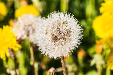 Dandelion flowers in green grass in a spring dayの写真素材