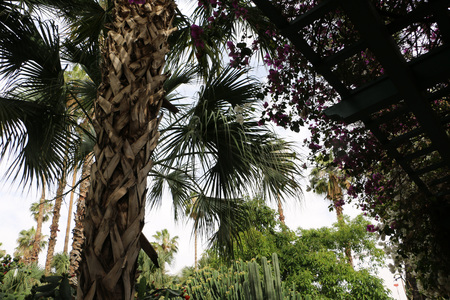Coconut palm trees in a beautiful dayの写真素材