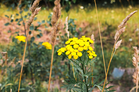 Flowers on meadow in a summer dayの写真素材