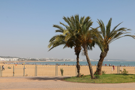 Coconut palm trees in a beautiful dayの写真素材