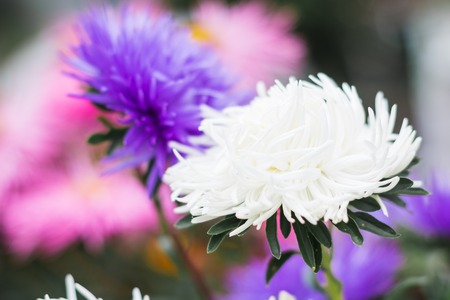 Colorful flowers in nature in a summer dayの写真素材