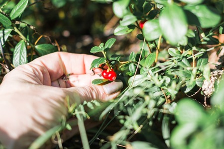 Red cranberries, green grass and a girl's hand in a good dayの写真素材