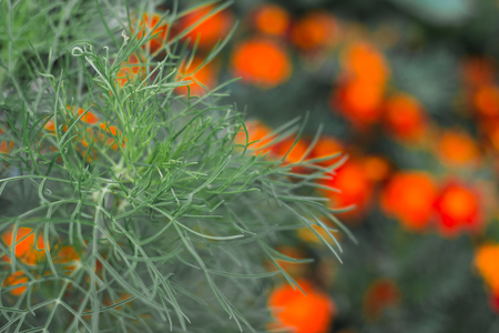 Colorful flowers in nature in a summer day