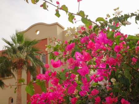 Bush full of flowers near the house in a summer dayの写真素材