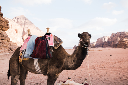 Camel in desert in a sunny dayの写真素材