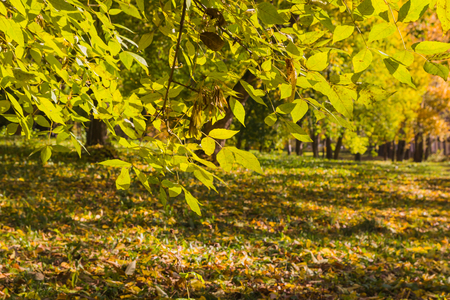Tree branch with yellow leaves in a sunny autumn dayのeditorial素材