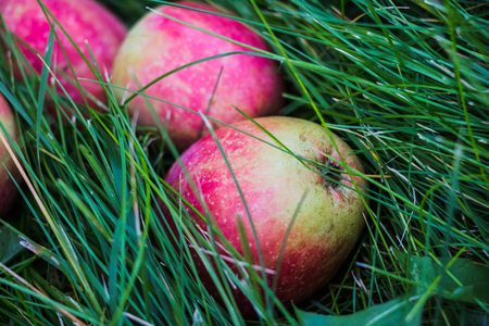 Red apple in the grass in a summer dayの写真素材