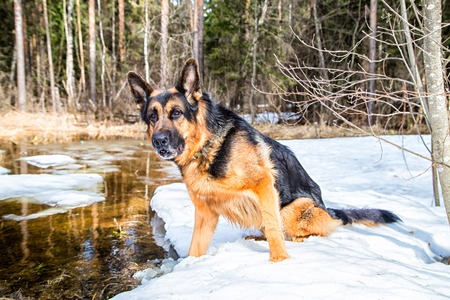 Dog German Shepherd in the forest in a day of an early springの写真素材