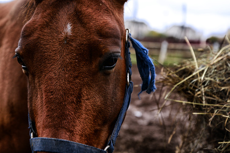 Big horse near a big haystack in a summer dayの写真素材