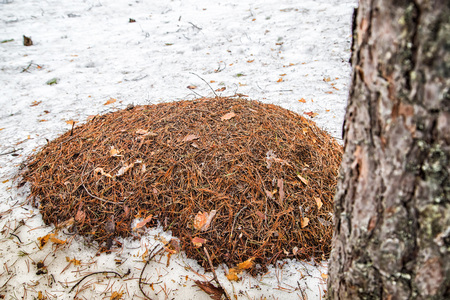 Ant hill in a pine forest in a day of early springの写真素材