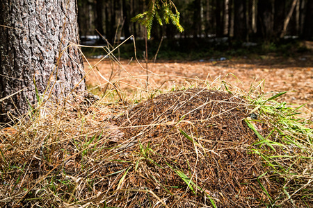 Ant hill in a pine forest in a day of early springの写真素材