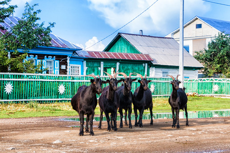 Black sheeps on the street of a village in a summer dayの写真素材
