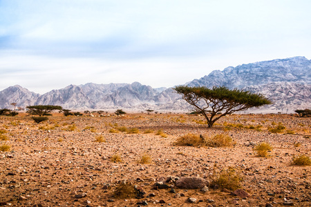 Trees in dry desert in a summer dayの写真素材