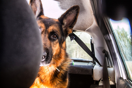 Dog German Shepherd in a car in a forest in a dayの写真素材