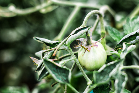 Green Tomatoes in a garden and green leaves arroundの写真素材