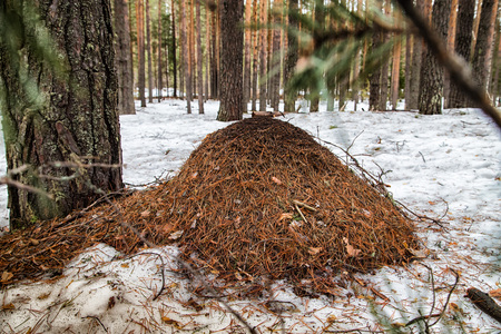 Ant hill in a pine forest in a day of early springの写真素材