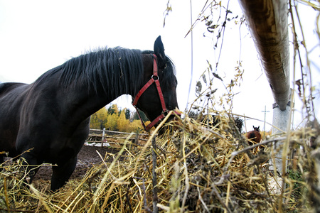 Big horse near a big haystack in a summer dayの写真素材