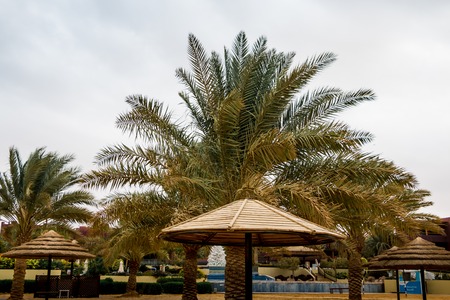 Palm trees with green grass and cloudy sky backgroundの写真素材