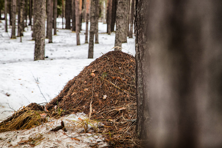 Ant hill in a pine forest in a day of early springの写真素材