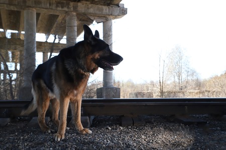Dog German Shepherd under bridge near columns outdoors in a nice dayの写真素材