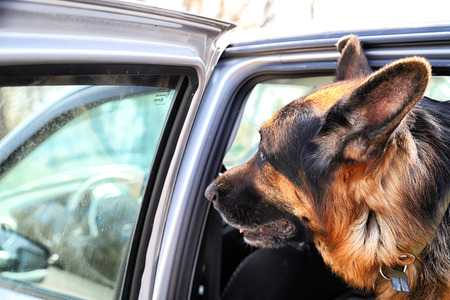 Muzzle of the dog German Shepherd in the carの写真素材
