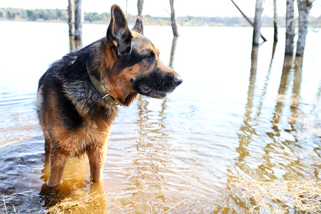 Dog German Shepherd in a water outdoors in a sunny dayの写真素材