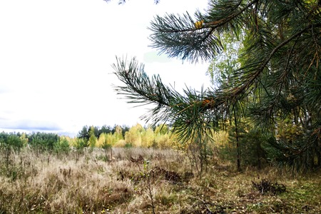 Branch of pine tree in forest in a summer or an autumn dayの写真素材