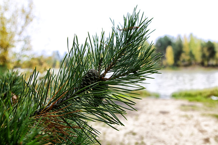 Branch of pine tree in forest in a summer or an autumn dayの写真素材
