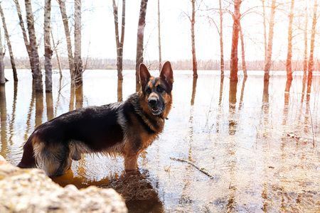 Dog German Shepherd in a water outdoors in a sunny dayの写真素材