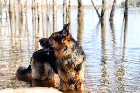 Dog German Shepherd in a water outdoors in a sunny dayの写真素材