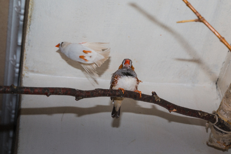 Cute little grey bird on a branchの写真素材