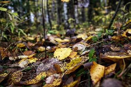 Fallen autumn leaves on the ground in a forestの写真素材