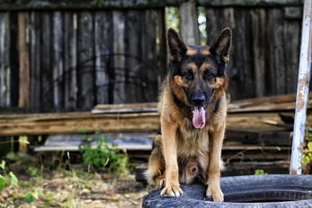 Dog German Shepherd in a village in a summer dayの写真素材