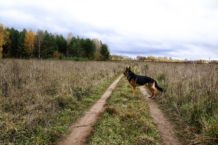 Field of ears and gress in a cloudy summer of autumn dayの写真素材