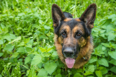 Dog German Shepherd on green grass in a summer or spring dayの写真素材