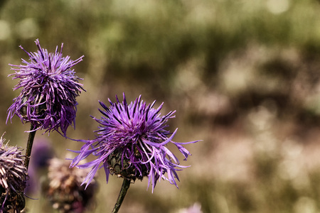 Close-up view of violet flower in a summer day. Blured background