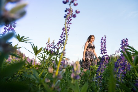 Girl in a field of purple lupinesの写真素材