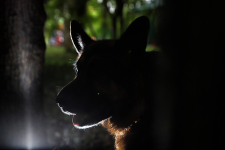 Muzzle of a Dog German Shepherd outdoors. Silhouette and dark arroundの写真素材