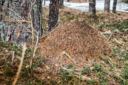 Ant hill in a pine forest in a day of early springの写真素材