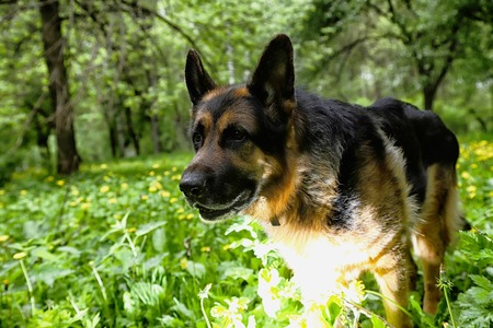 Dog German Shepherd in a forest in a summer day