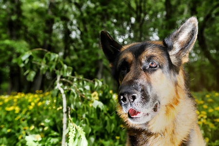 German shepherd dog illuminated on one side in a summer eveningの写真素材