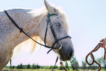 White horse pity muzzle, human hand with rope and blue sky with sun buckground. Close up. The...