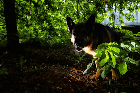 German shepherd dog illuminated on one side in a summer eveningの写真素材