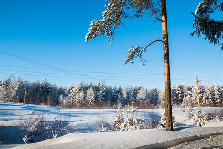 Pine tree in a field and winter forest covered snow in the background. Beautiful scenery in Russia in a cold dayの写真素材