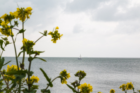 Sailboat far out to sea and yellow flowers in the foreground in a cloudy dayの写真素材
