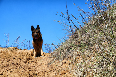 Dog German Shepherd on the sand outdoors in a sunny spring dayの写真素材