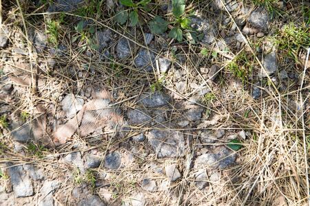 Small stones and ground texture with grass background in sunny dayのeditorial素材