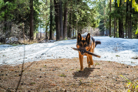Dog German Shepherd in the forest in a day of an early springの写真素材