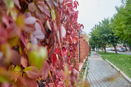 Creeping plants on the wall and city street in a day. Background. Textureの写真素材